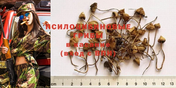 трава Белокуриха